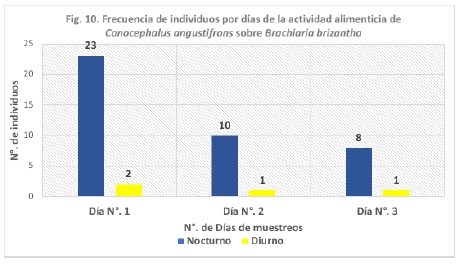 Frecuencia de individuos por días de la actividad alimenticia de Conocephalus angustifrons sobre Brachiaria brizantha