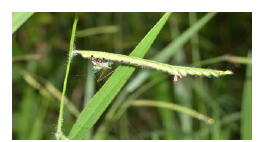 Espiga con las semillas de Brahiaria brizantha