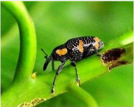 Defoliación por Helilipus trifasciatus (Fabricios), 1787 (Coleoptera: Curculionidae) en hojas y ramas de P. americana 