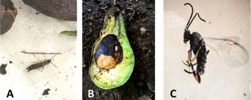 A. Dermmaptera: Anisolabididae: Euborellia annulipes (Lucas 1847) posible depredador de larva S. catenifer  B. Pupa en la semilla de aguacate de Bracinidae:Glyptapanteles sp. C. Adulto de Braconidae:Glyptapanteles sp