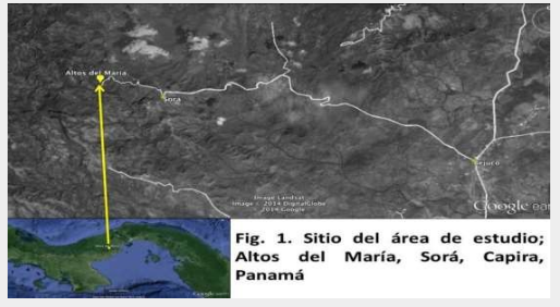 Sitio del área de estudio; Altos del María, Sorá, Capira Panamá