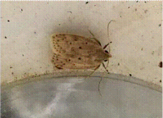 Adultos de S. Catenifer, nacidas en el laboratorio, recien emergida de la pupa que se encontraba dentro de la semilla en el laboratorio
