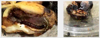 A. Frutos de P. americana con la larva de S. catenifer en su último estadío.  B. Frutos de P americana con las larvas de S. catenifer en su último estadío, saliendo de la semilla para pupar fuera