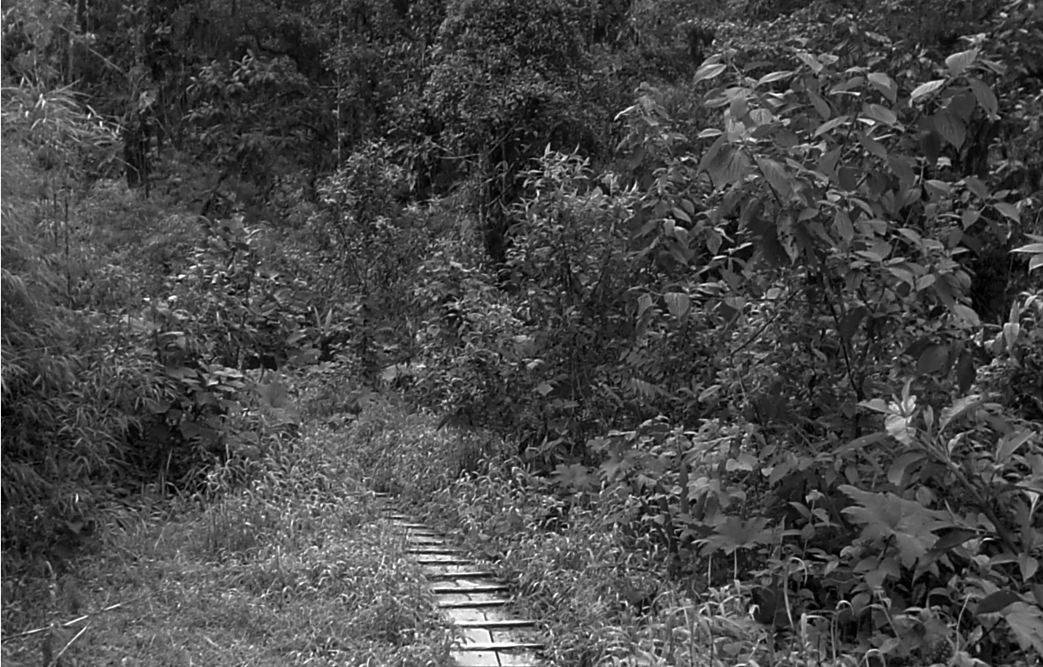 Respuesta
de la vegetaci&oacute;n, despu&eacute;s de la perturbaci&oacute;n.