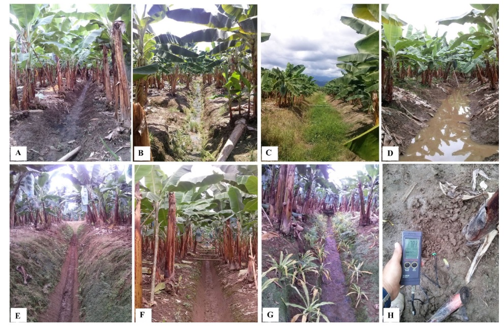 Problemas y medidas de mitigaci&oacute;n en plantaciones bananeras; A-B) Acumulaci&oacute;n de sedimentos en canales de drenaje, C) Acumulaci&oacute;n de malezas en canales primarios, D) Estancamiento de agua en canales, E-F) Mantenimiento y limpieza de canales primarios y secundarios, G) Manejo ecol&oacute;gico de taludes, H) Monitoreo de pH en suelos.