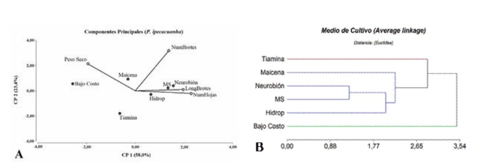  An&aacute;lisis multivariado para el cultivo in vitro de raicilla en diferentes medios con sustituci&oacute;n de insumos a  los 90 dds.