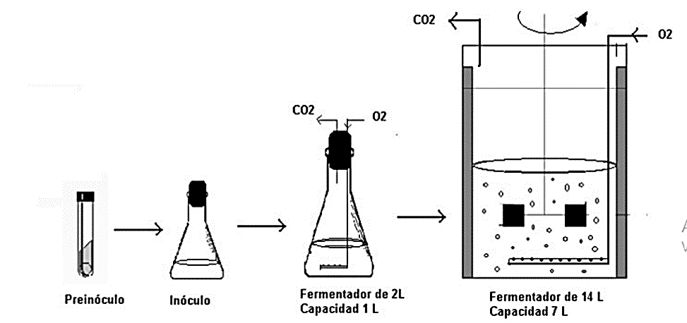 Desarrollo de inóculo, incremento del volumen de cultivo