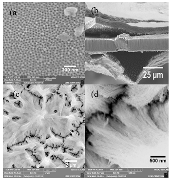 Imágenes SEM de nanohilos
de óxido de estaño después de la disolución de la membrana de óxido de aluminio
anódica