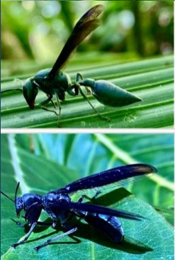 Comparación
del mimetismo batesiano entre S. septentrionalis y C. obtusa