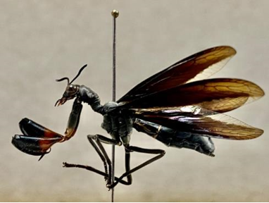  C.
obtusa, preparada en la Colección Nacional de Referencia del Museo
de Invertebrados G. B. Fairchild, Universidad de Panamá