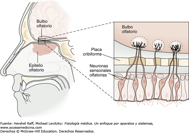 Placa
cribiforme afectad en el COVID-19