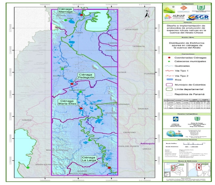 Figura 1. Área de estudio y
presencia de E. azurea en una de las
ciénagas estudiada, en la cuenca media y baja del río Atrato.