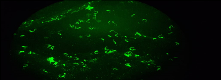 Patrón   fluorescencia
de  membrana otorgan a los epimastigotes de T. cruzi  empleados
como antígeno figurado, una intensidad de fluorescencia periférica que define
el contorno de los parásitos. El patrón de fluorescencia de membrana
corresponde a muestras de personas identificadas como infección por 
Trypanosoma cruzi. (Panel C)   