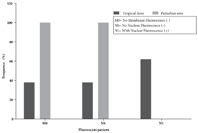 . Frequency of
serum samples according to the fluorescence pattern produced by the reaction of
fluorochrome-labelled antibodies reacting with Trypanosoma cruzi epimastigotes,
from people without evidence of any of the infections evaluated (Leishmania spp
and T. cruzi). AT= panel of serum samples from people living in tropical areas
(n= 13); AP= panel of serum samples from people living in the peri-urban area
of the city of Cochabamba (n=20).
