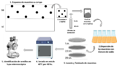 Detalle del diseño experimental y sistema de muestro
empleado para la evaluación del BSS.