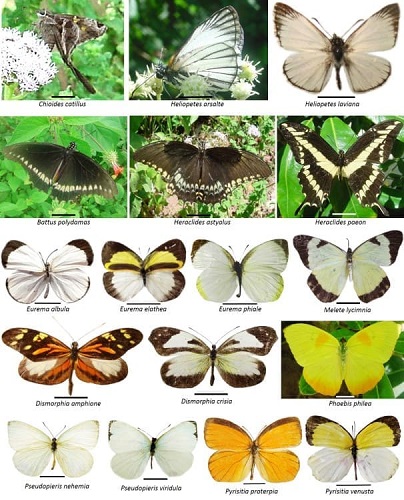  Some butterflies collected in La Honda basin, Mesa de Los Santos, Santander, Colombia. Scale = 1cm. 