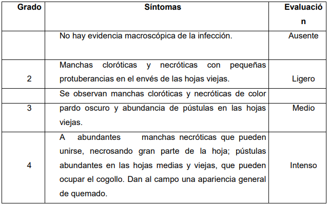 Escala de categorización Barrenador Diatraea sacharalisis fabricius