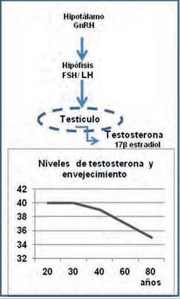 Eje hipotálamo-hipofiso-testicular y envejecimiento.
