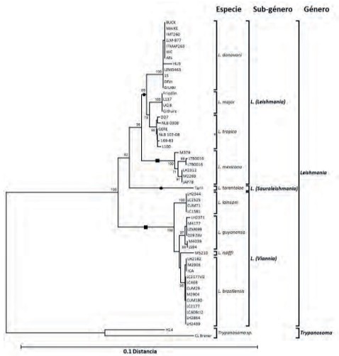Árbol filogenético basado en las secuencias del
gen hsp70 de distintas especies de Leishmania según el método de unión al
vecino (neighbor-joining).