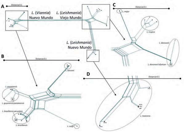  Red filogenética basada en las secuencias del
gen hsp70 de distintas especies de Leishmania, según el método “NeighborNet
algorithm” cada uno de los cuatro paneles (A)- (D) se dibuja a la escala indicada. (A). Red completa con representaciones de los tres grupos mostrados con más detalles en los paneles restantes. (B.) Las secuencias del
subgénero L. (Viannia) se separan en
cuatro especies. Los cuadrados se usan para indicar subespecies. (C). Secuencias del
subgénero L. (Leishmania) del Viejo
Mundo, separados en tres especies. Dentro de L. (L.). Tropica, los cuadrados (tro) denotan las secuencias
de L. (L.) tropica, los puntos (aet)
representan L. (L.) aethiopica.
Dentro de L. (L. donovani), los
cuadrados representan L. donovani infantum. (D). Secuencias del Nuevo Mundo del subgénero L. (Leishmania). Las especies L. (L.) garnhami, L. (L.) mexicana y L. (L.) amazonensis están indicadas por gar, mex y ama, respectivamente (13).