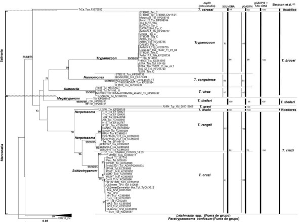  Árbol filogenético basado en las secuencias del
gen hsp70 de 11 especies de Trypanosoma según el método de Unión al
Vecino (Neighbor-Joining). La
distancia fue estimada por el método de Kimura 2-parameter. El análisis de
“bootstrap” 2000 réplicas. Especies del viejo Mundo se representan con círculos en la rama, mientras que especies
del nuevo Mundo con un cuadrado. El árbol está enrutado con las especies de Lei- shmania
y Paratrypanosoma confusum. Los nombres de las ramas representan la
clasificación clásica de subgéneros de Hoare (5).
Las secciones Stercoraria y Salivaria se indican a la izquierda