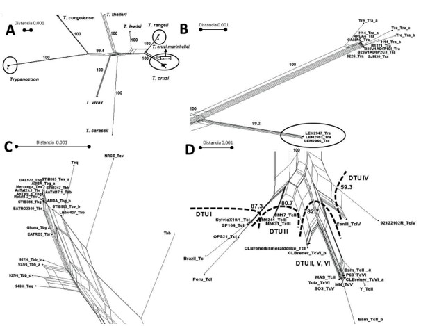 Red filogenética basada en las secuencias del
gen hsp70 de distintas especies de Trypanosoma, según el método
“NeighborNet algorithm” cada uno de los cuatro paneles (A)- (D) se dibuja a la escala indicada. (A). Red completa con representaciones de los tres grupos mostrados con más detalles en los paneles restantes. (B.) Clado T. rangeli (C). Clado Trypanozoon (D). Clado T. cruzi. Dentro del clado se diferencias las DTU