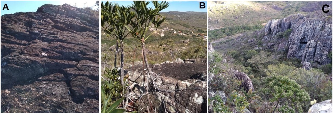 Figura
2. (A) Exemplo de rochas expostas sem
vegetação; (B) Adaptação de raízes da espécie Thaumatophyllum adamantinum; (C) Formação vegetal densa que
ocorre no interior do fragmento da Serra do Brasão em Diamantina/MG – Reserva
da Biosfera da Serra do Espinhaço (RBSE).