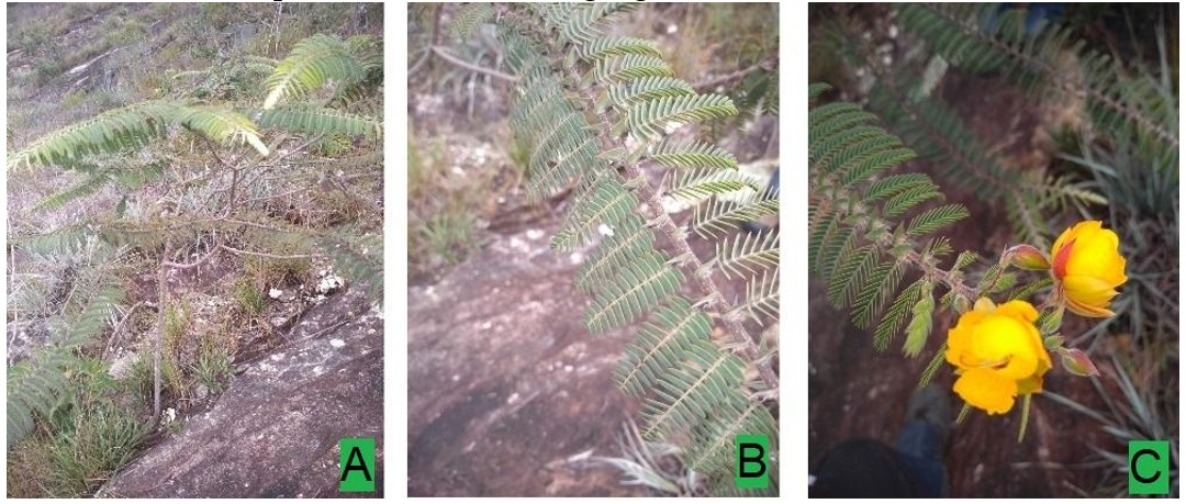 Figura 3. Exemplo do tronco (A), folhas (B) e flores (C) da espécie Chamaecrista distichoclada,
em 01/05/2019, na Serra do Brasão em Diamantina/MG