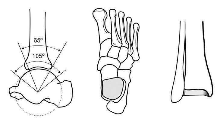 Anatomía del tobillo