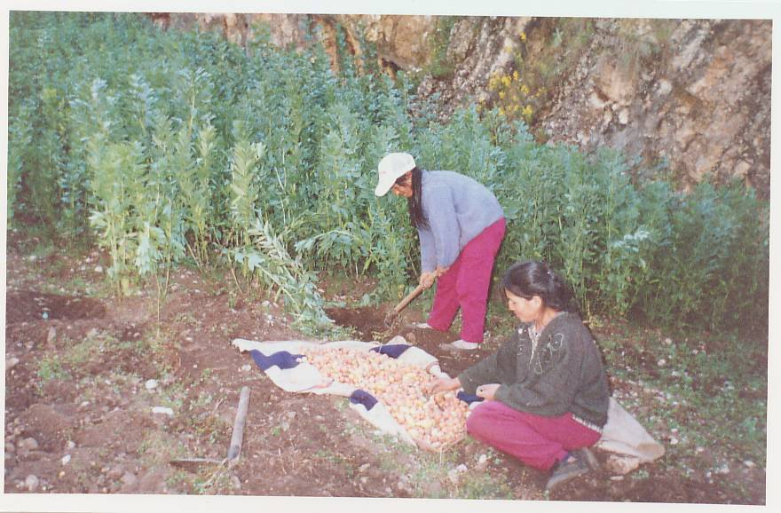 LABOR COTIDIANA DE LA MUJER
CAMPESINA, YAULI – HUANCAVELICA