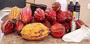 Mazorcas de
cacao de tipo nacional y trinitario recolectadas para la elaboración del
bioproducto.  
