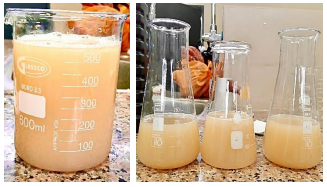 Obtención del
mucílago (a: izquierda), mezclas preparadas para el proceso de fermentación (b:
derecha).   