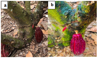 Imágenes
de la plantación de T. cacao durante el proceso de aplicación de las
mezclas del bioproducto (a: antes de la aplicación; b: resultado al 5to día de
aplicación).                     