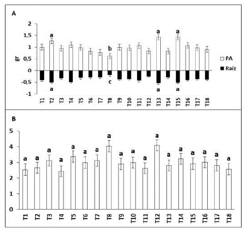 Comparaci&oacute;n de medias (Tukey 95%) del peso seco parte a&eacute;rea (A), peso seco de
ra&iacute;z (A) y relaci&oacute;n peso seco parte a&eacute;rea/Ra&iacute;z (B) en el ensayo de cultivares
de caf&eacute; ar&aacute;bicas injertados sobre C.
canephora