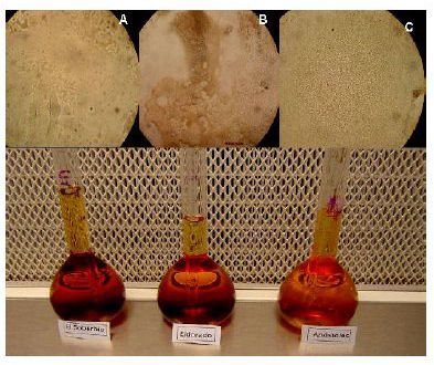 Aspecto de las soluciones etan&oacute;licas de prop&oacute;leos de A. El
Soberbio, B. Eldorado y  

C. Ap&oacute;stoles