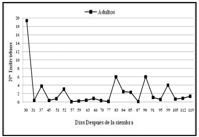Población promedio de adultos para días después de la siembra