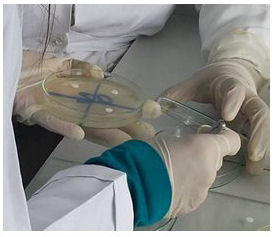 Discos impregnados con las concentraciones del aceite de romero