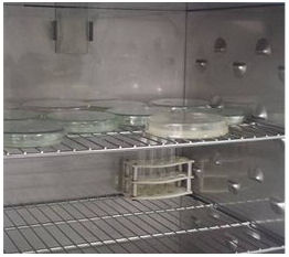 Placas e incubando a 37 °C