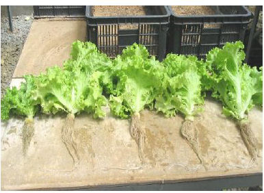 Comparaci&oacute;n de longitud de ra&iacute;ces en los
diferentes tratamientos: T1 testigo (izquierda) y T4, T3, T5, T2 (dosis de
humus l&iacute;quido)