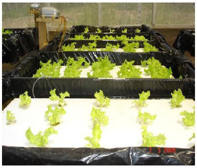 Bandejas donde se evalu&oacute; el humus l&iacute;quido y
los microorganismos