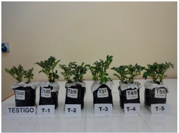 Comparison of the
treatments inoculated with different species of AMF versus the control
