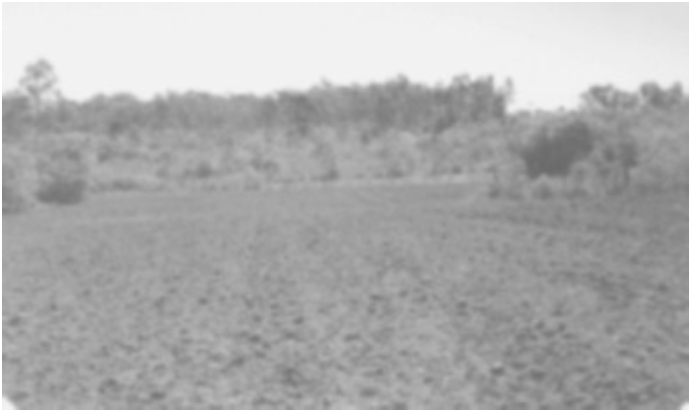 Área prospectada:
campo arado onde foram encontrados fragmentos de material histórico.