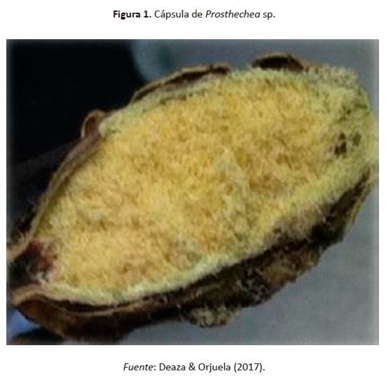 Figura 1. Cápsula de Prosthechea sp.