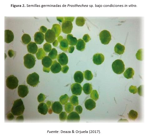 Figura 2. Semillas germinadas de Prosthechea sp. bajo condiciones in vitro.