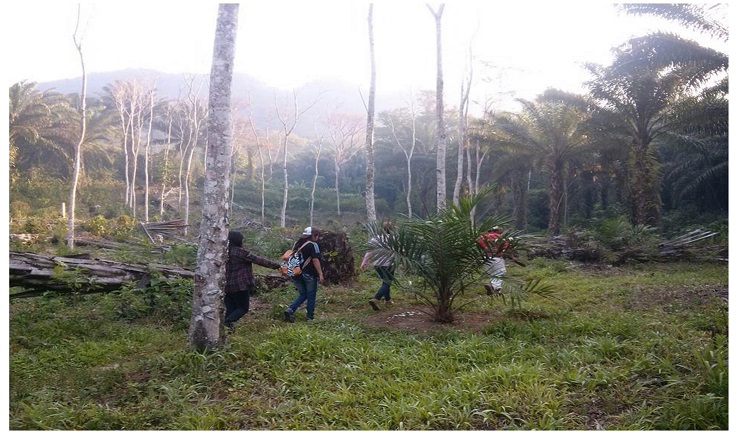 Deforestación por cultivo de Palma Africana. Comunidad

Vicente Guerrero,
Chiapas, México