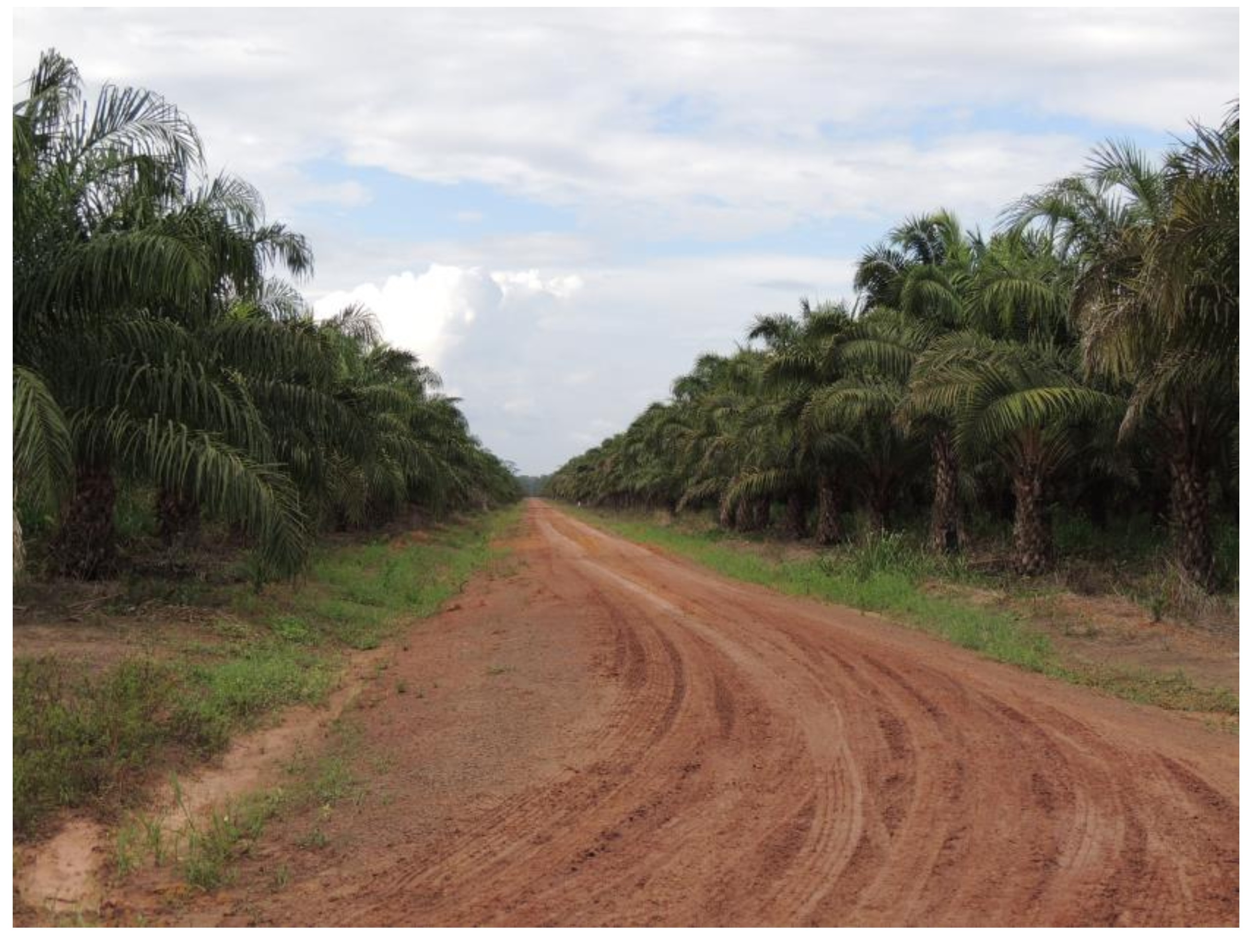Las Palmas de aceite
en Tomé-Açu, Pará, Brasil, 2017