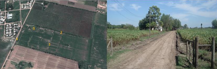 Patrón morfológico de parcela de soja sobre antiguo campo hortícola. Distrito Recreo.