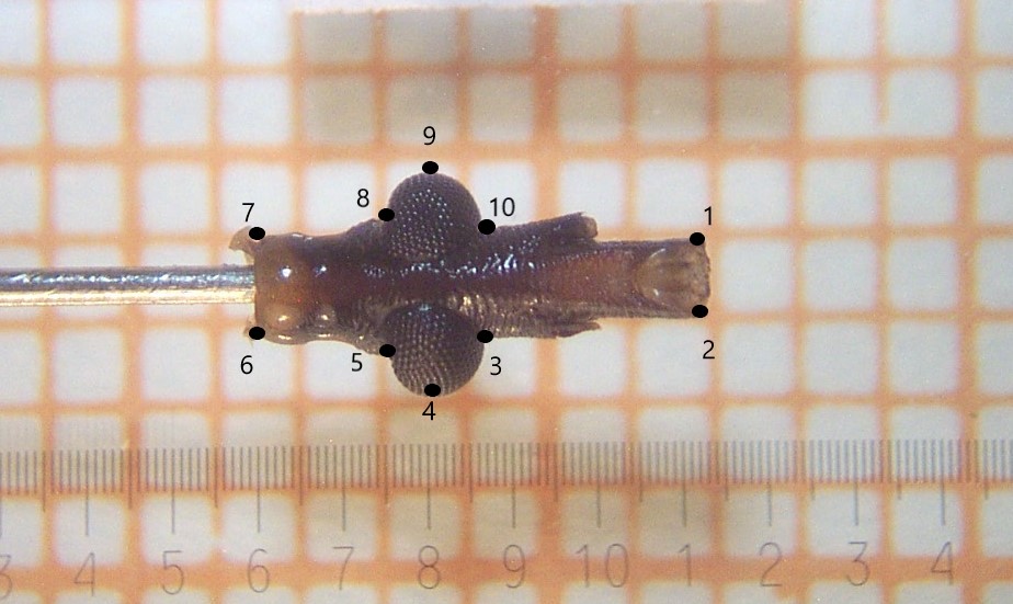 Figura 1: Vista ventral de la cabeza de Triatoma infestans con los 10 landmarks tipo II tomados para los
análisis morfométricos.

Los números indican el orden de captura de los landmarks.
Fuente: Elaboración propi