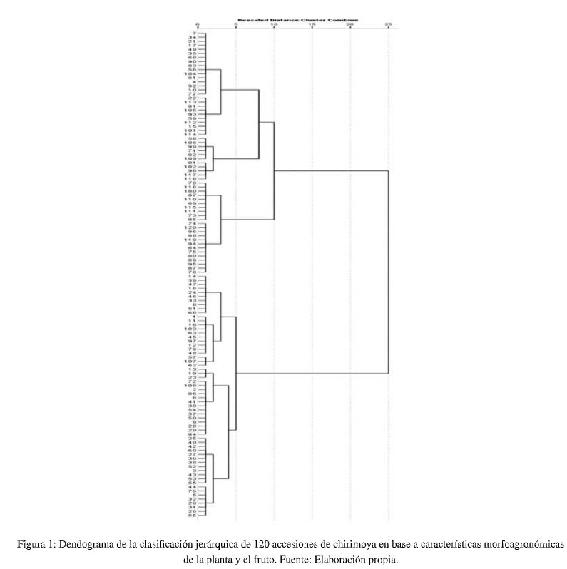 Figura 1: Dendograma
de la clasificaciOn jerarquica
de 120 accesiones de chirimoya en base a caracteristicas morfoagronOmicas    de
la planta y el fruto. Fuente: Elaboracion propia.