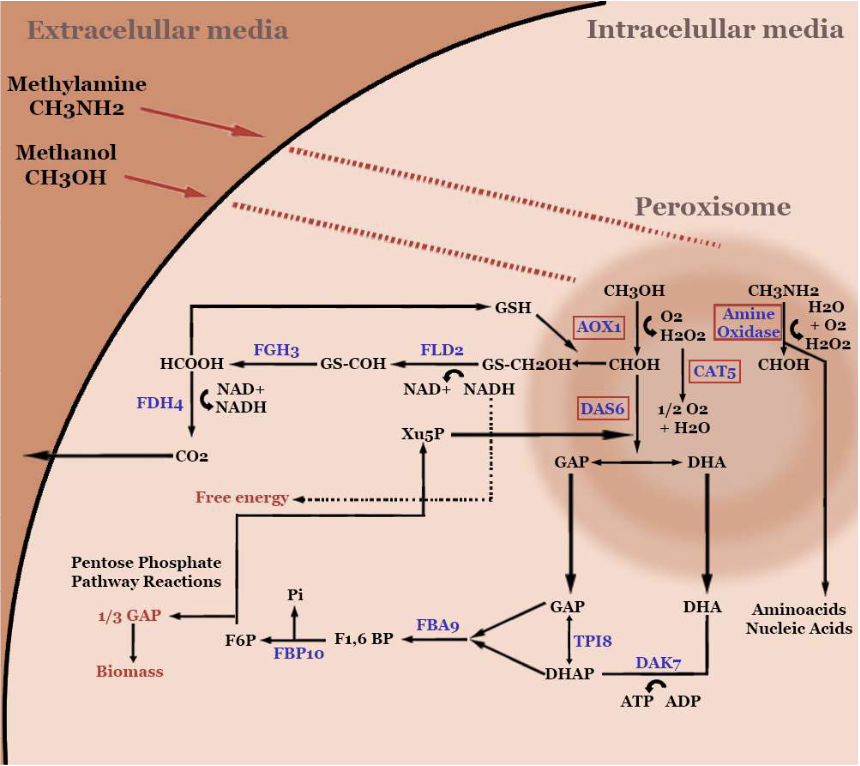 Figure 1: Pichia pastoris assimilation alcohol and amine pathway. Source: Own elaboration